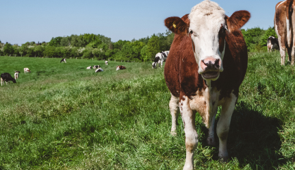 Vaches dans un pré